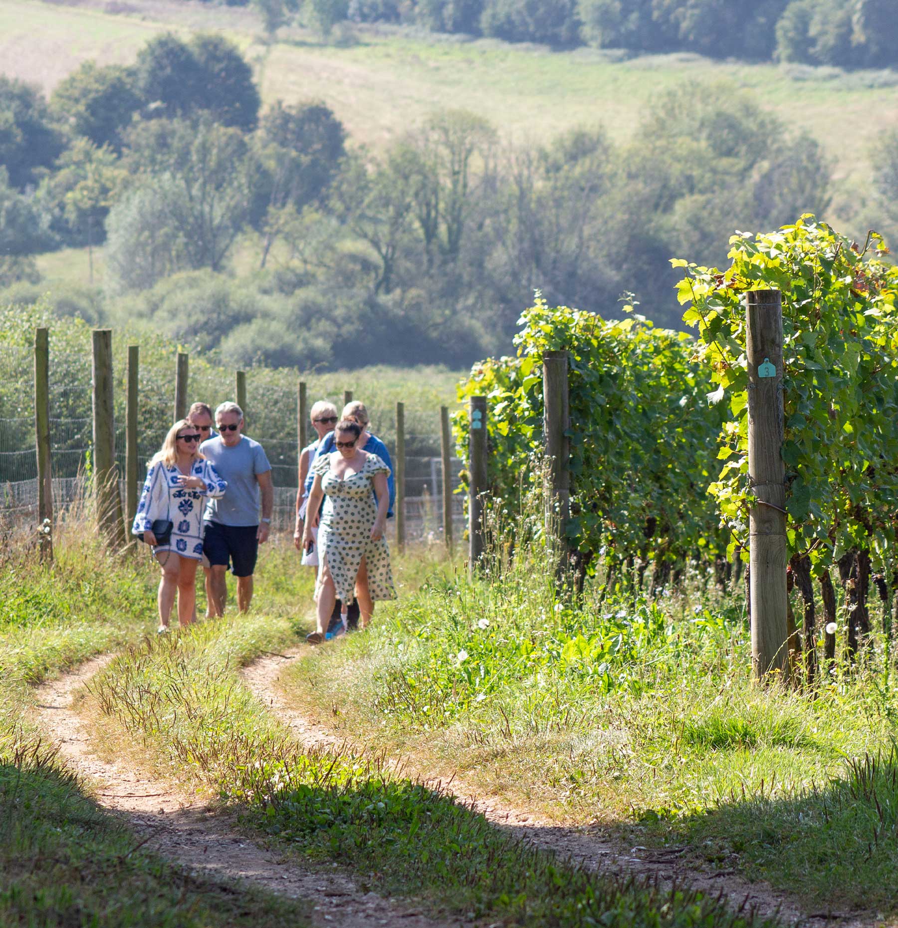 A vineyard tour